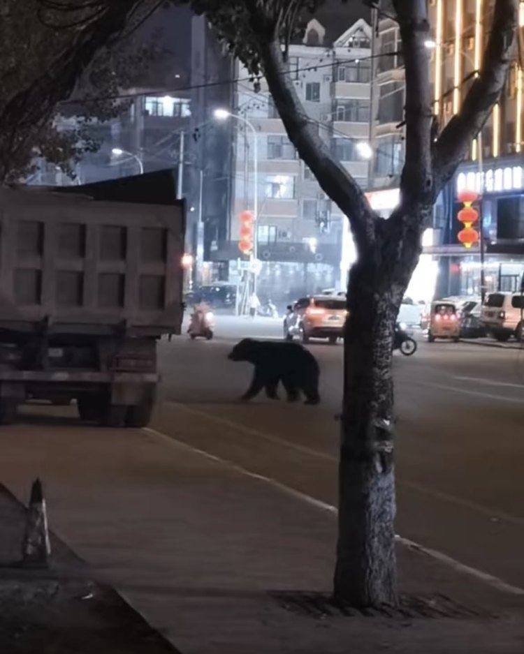 黑熊闖鬧市被擊斃，為何不用麻醉槍？專家回應(yīng):廢舊物資回收
