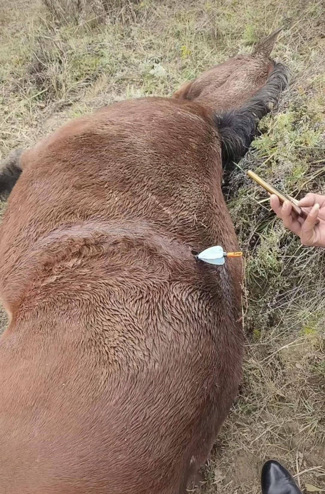 紫牛頭條｜多地發(fā)生動物遭熱成像無人機(jī)投箭射殺事件<strong></p>
<p>廢舊物資回收
</strong>，記者調(diào)查：已有地區(qū)將該設(shè)備列為禁獵工具:廢舊物資回收
