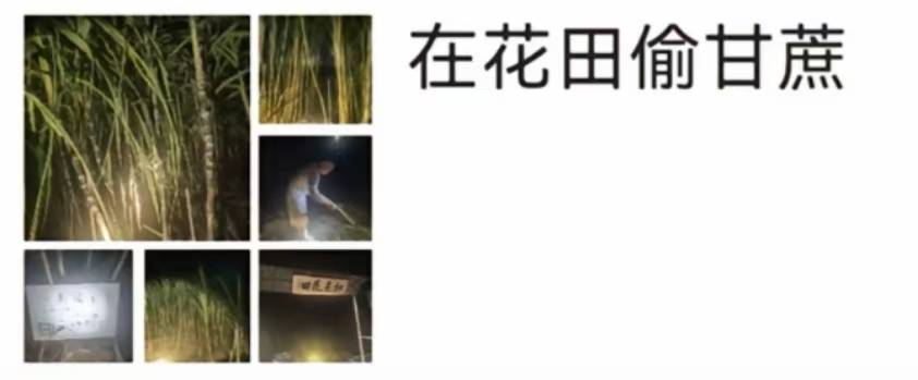 浙江一“可偷甘蔗地”成打卡點<strong></p>
<p>廢舊物資回收
</strong>，上百網友深夜體驗，80后“地主”：已收偷款6千元:廢舊物資回收

