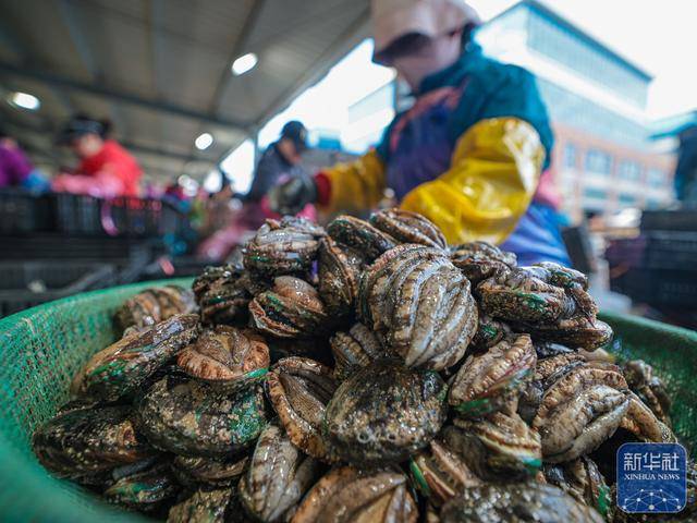 山東榮成：鮑魚收獲忙:廢舊物資回收
