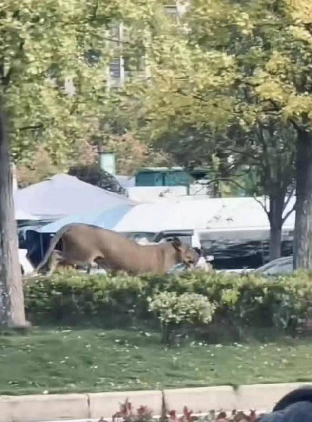 安徽一街頭驚現獅子<strong></p>
<p>廢舊物資回收
</strong>，有人拿鐵鍬抓捕？官方通報:廢舊物資回收
